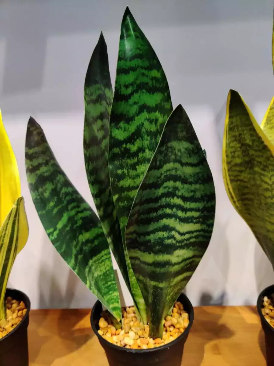 Artificial Snake Plants China Supplier